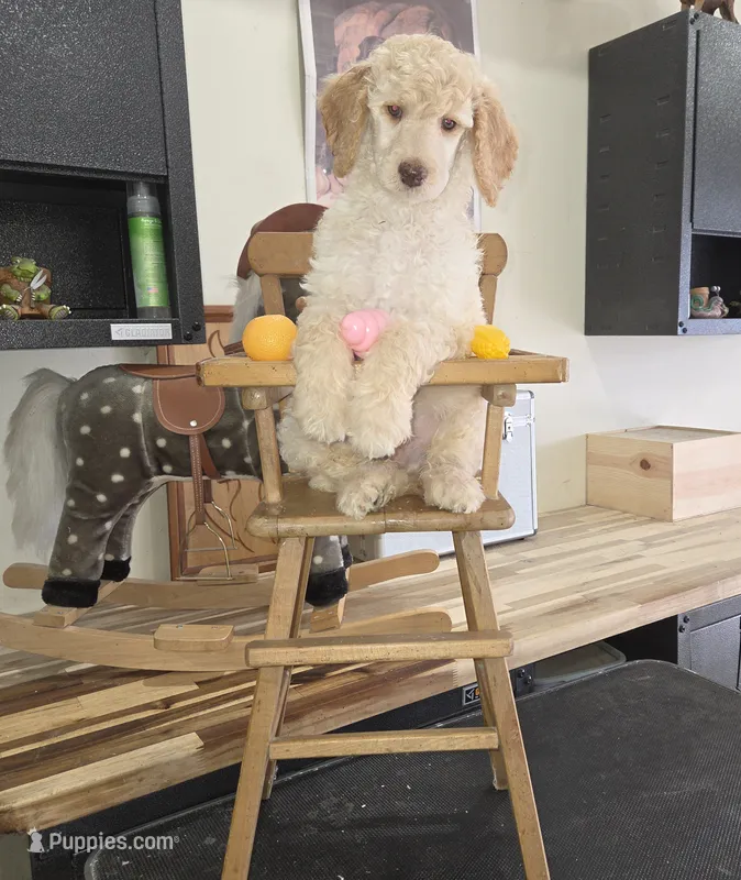 Roran  – Poodle - Multi-Colored Standard puppy for sale in Liberty Center, OH