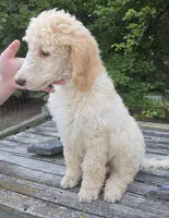Roran , a male Poodle - Standard  for sale in Liberty Center, OH – 6 of 8