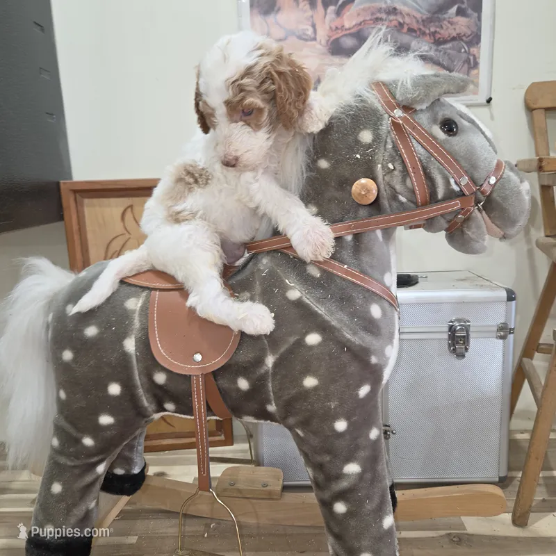 Murtagh  – Poodle - Multi-Colored Standard puppy for sale in Liberty Center, OH
