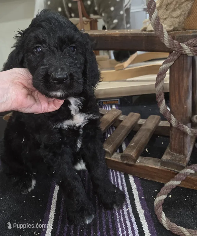 Sage  – Goldendoodle puppy for sale in Liberty Center, OH