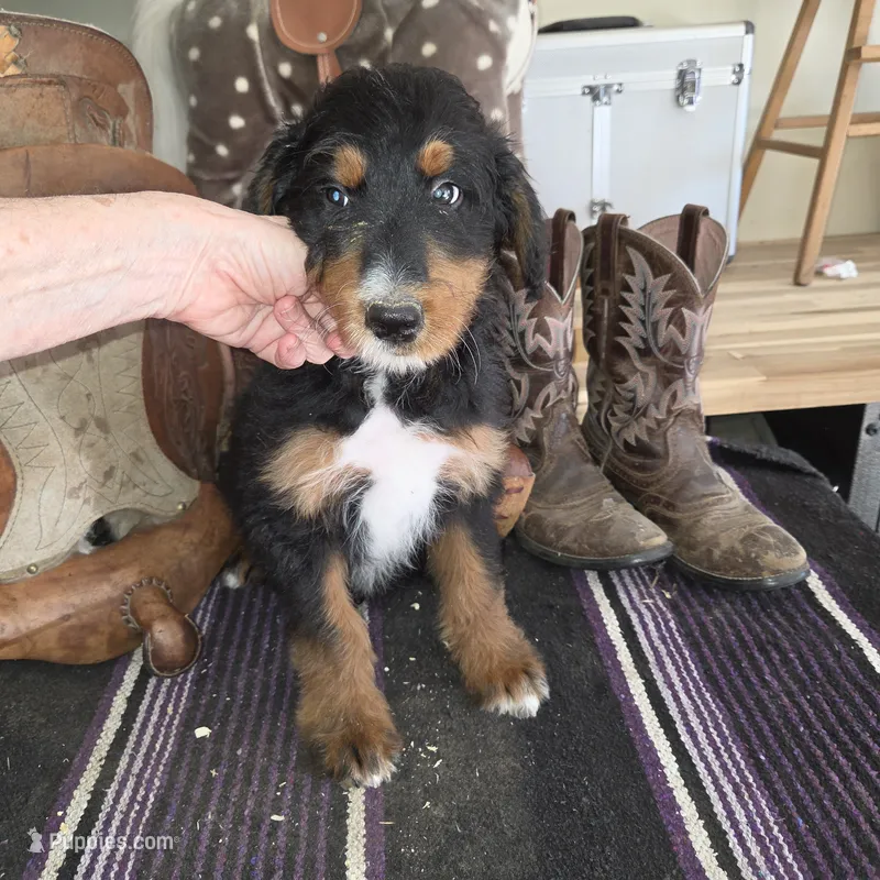 Windy  – Aussiedoodle puppy for sale in Liberty Center, OH