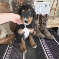 Windy , a male Aussiedoodle for sale in Liberty Center, OH – 1 of 9