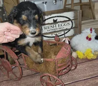 Windy , a male Aussiedoodle for sale in Liberty Center, OH – 3 of 6