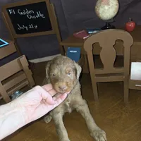 Brownie , a female Goldendoodle for sale in Liberty Center, OH – 2 of 6