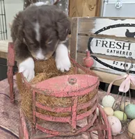 Twister , a male Aussiedoodle for sale in Liberty Center, OH – 2 of 6