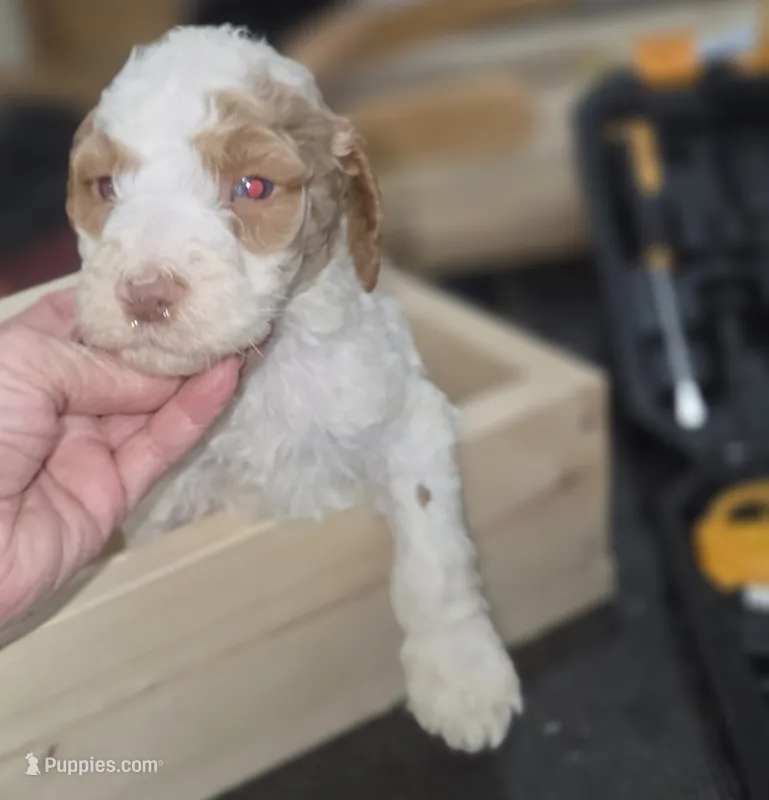 Murtagh  – Poodle - Multi-Colored Standard puppy for sale in Liberty Center, OH