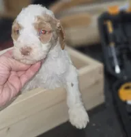 Murtagh , a male Poodle - Multi-Colored Standard for sale in Liberty Center, OH – 1 of 3