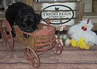 Thyme , a male Goldendoodle for sale in Liberty Center, OH – 4 of 5