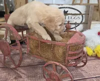 Sunflower , a female Goldendoodle for sale in Liberty Center, OH – 3 of 5