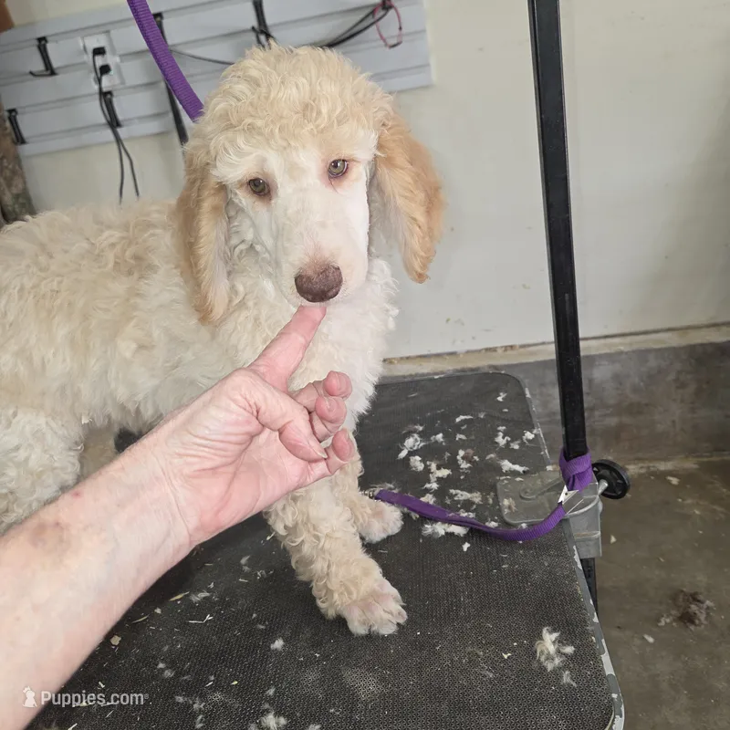 Roran  – Poodle - Multi-Colored Standard puppy for sale in Liberty Center, OH