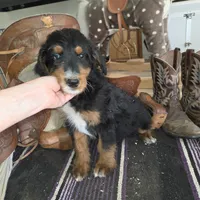 Windy , a male Aussiedoodle for sale in Liberty Center, OH – 7 of 9
