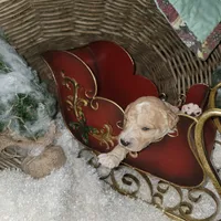 Bear Claw, a male Goldendoodle for sale in Liberty Center, OH – Photo 3 of 4