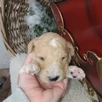 Bear Claw, a male Goldendoodle for sale in Liberty Center, OH – Photo 1 of 4