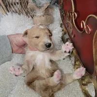 Bear Claw, a male Goldendoodle for sale in Liberty Center, OH – Photo 2 of 4