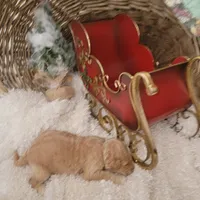 Bear Claw, a male Goldendoodle for sale in Liberty Center, OH – Photo 4 of 4