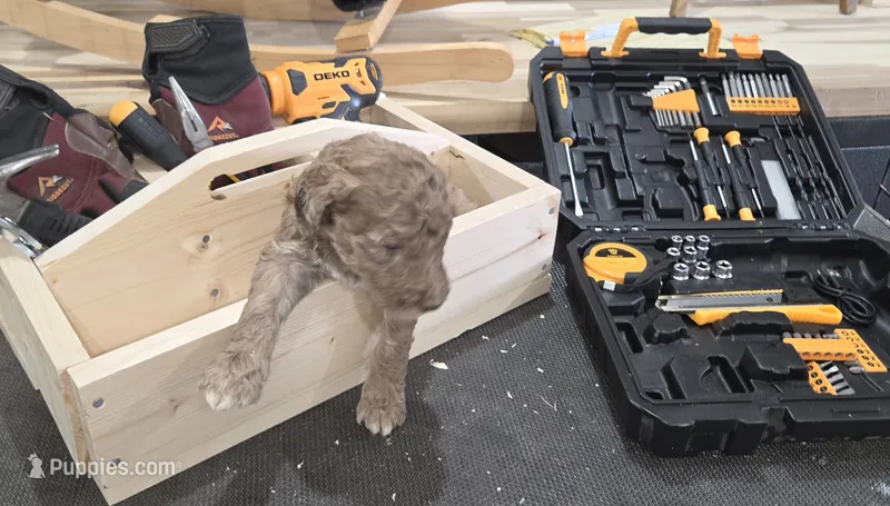 Eragon  – Poodle - Multi-Colored Standard puppy for sale in Liberty Center, OH