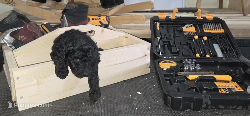Nasuada  – Poodle - Multi-Colored Standard puppy for sale in Liberty Center, OH