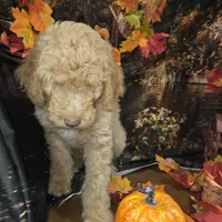 Butterfingers , a male Goldendoodle for sale in Liberty Center, OH – 2 of 8