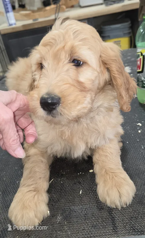 Daisy  – Goldendoodle puppy for sale in Liberty Center, OH