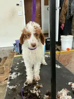 Butterscotch , a male Poodle - Multi-Colored Standard for sale in Liberty Center, OH – 3 of 4