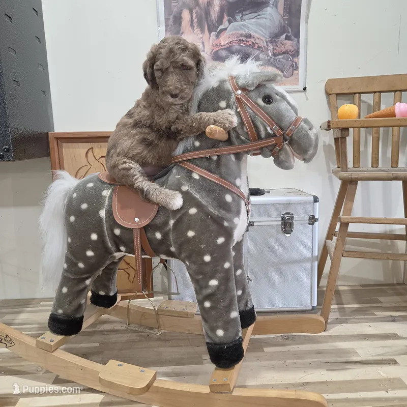 Eragon  – Poodle - Multi-Colored Standard puppy for sale in Liberty Center, OH