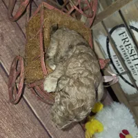 Eragon , a male Poodle - Multi-Colored Standard for sale in Liberty Center, OH – 3 of 6