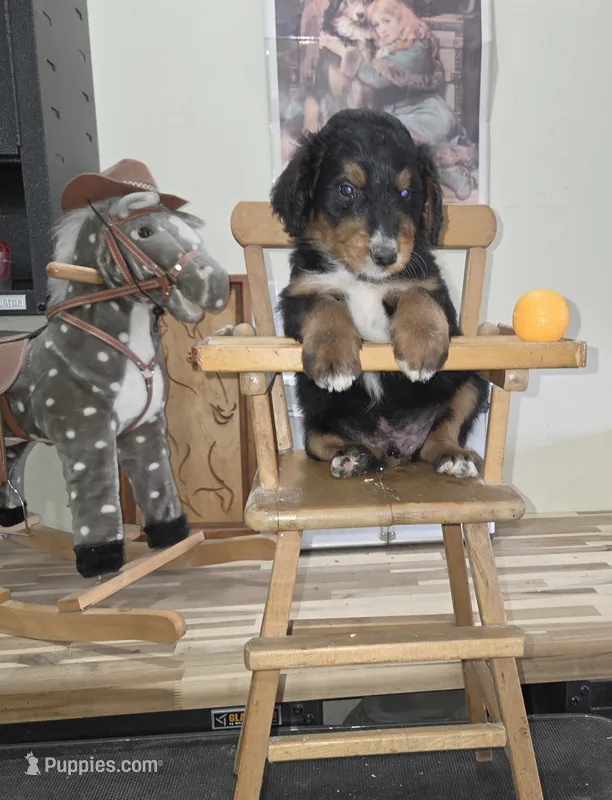 Windy  – Aussiedoodle puppy for sale in Liberty Center, OH