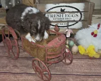 Twister , a male Aussiedoodle for sale in Liberty Center, OH – 6 of 6