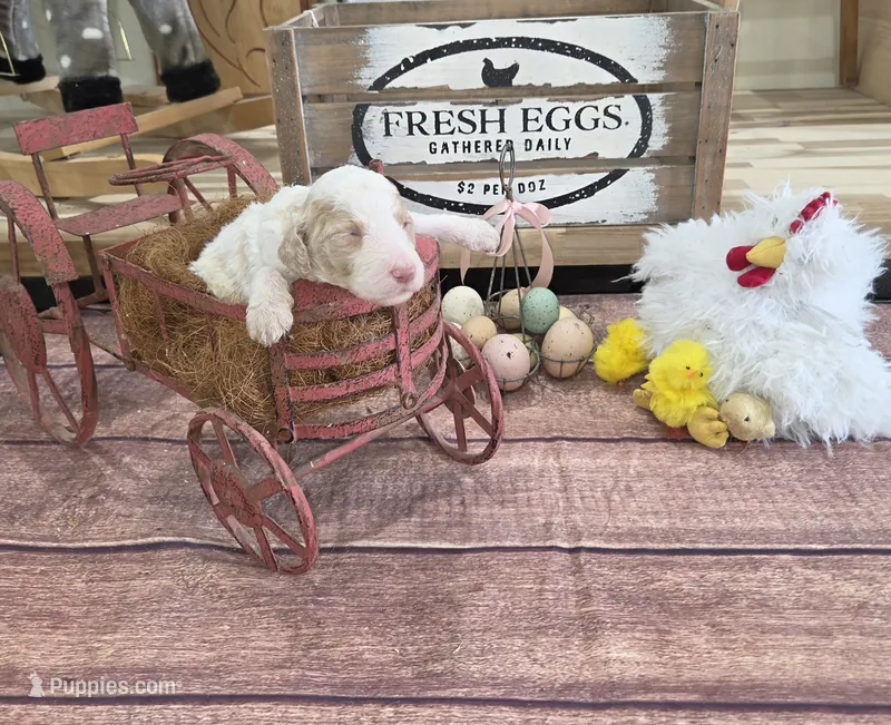 Galbatorix  – Poodle - Multi-Colored Standard puppy for sale in Liberty Center, OH