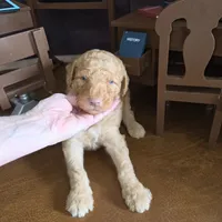 Butterfingers , a male Goldendoodle for sale in Liberty Center, OH – 3 of 5