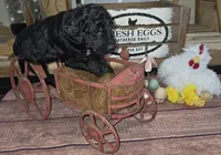 Chive, a male Goldendoodle for sale in Liberty Center, OH – 4 of 4