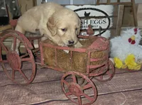 Sunflower , a female Goldendoodle for sale in Liberty Center, OH – 2 of 5