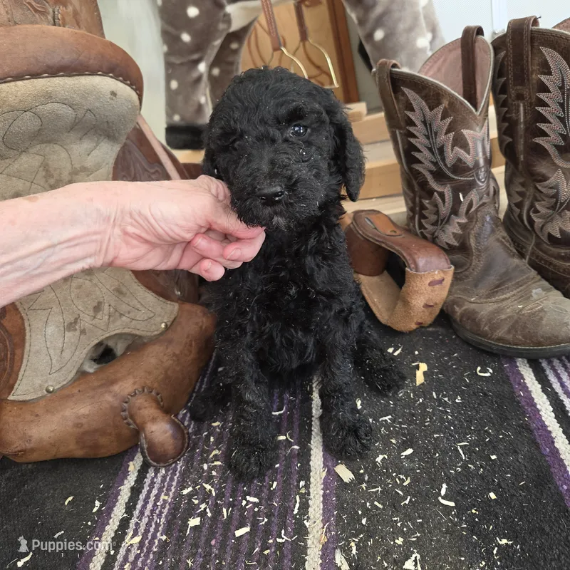 Nasuada  – Poodle - Multi-Colored Standard puppy for sale in Liberty Center, OH