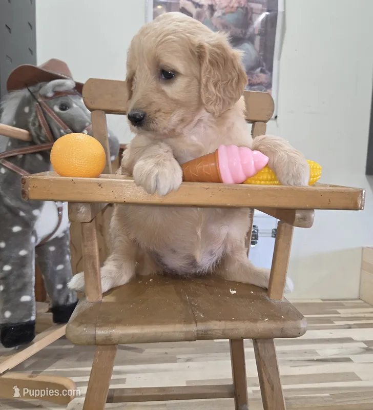 Sunflower  – Goldendoodle puppy for sale in Liberty Center, OH