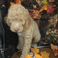 Butterfingers , a male Goldendoodle for sale in Liberty Center, OH – 3 of 8