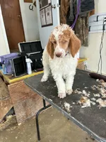 Odin , a male Poodle - Multi-Colored Standard for sale in Liberty Center, OH – 4 of 4