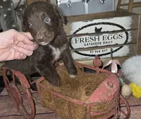 Lightning , a male Aussiedoodle for sale in Liberty Center, OH – 1 of 5