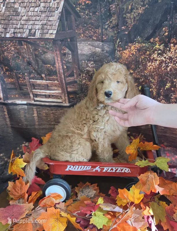 Peaches  – Goldendoodle puppy for sale in Liberty Center, OH
