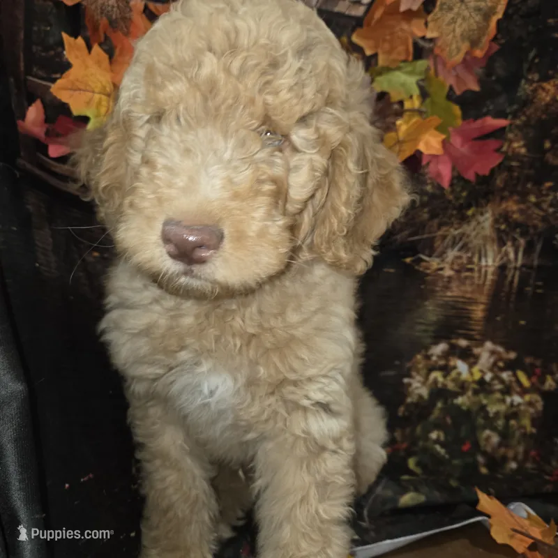 Butterfingers  – Goldendoodle puppy for sale in Liberty Center, OH