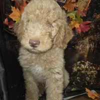 Butterfingers , a male Goldendoodle for sale in Liberty Center, OH – 1 of 8