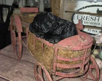 Nasuada , a female Poodle - Multi-Colored Standard for sale in Liberty Center, OH – 3 of 6