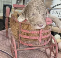 Eragon , a male Poodle - Multi-Colored Standard for sale in Liberty Center, OH – 5 of 6