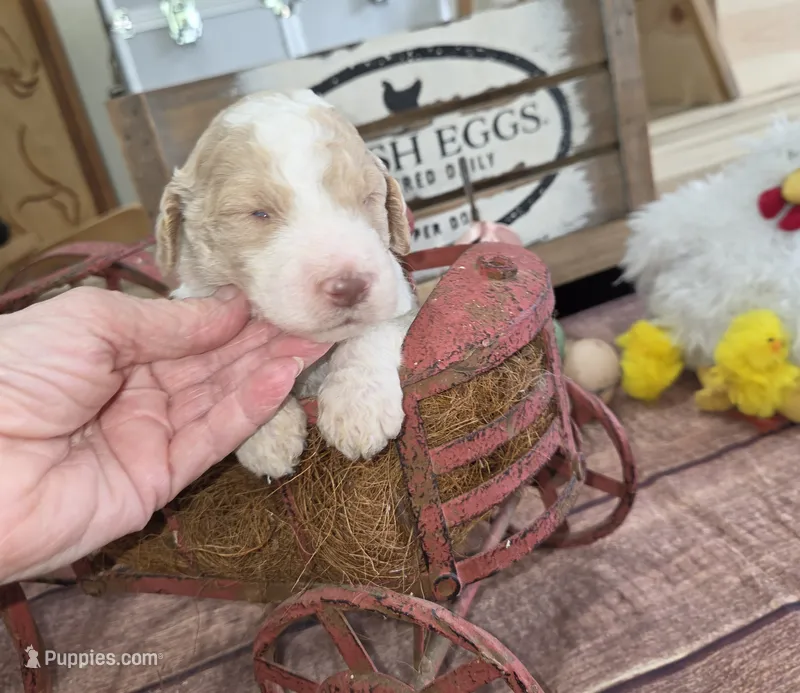 Orik – Poodle - Multi-Colored Standard puppy for sale in Liberty Center, OH