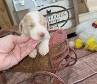 Orik, a male Poodle - Multi-Colored Standard for sale in Liberty Center, OH – 1 of 5
