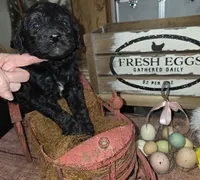 Chive, a male Goldendoodle for sale in Liberty Center, OH – 3 of 4