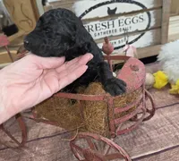 Nasuada , a female Poodle - Multi-Colored Standard for sale in Liberty Center, OH – 2 of 6