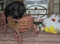 Sage , a male Goldendoodle for sale in Liberty Center, OH – 5 of 6