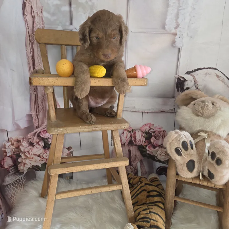 Brownie  – Goldendoodle puppy for sale in Liberty Center, OH