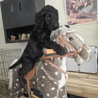 Dill, a male Goldendoodle for sale in Liberty Center, OH – 2 of 3