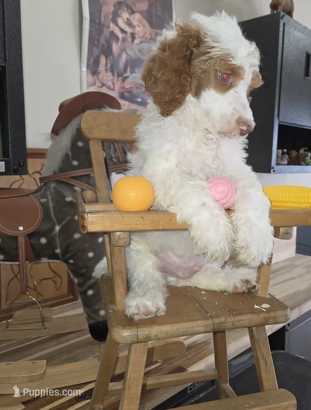 Murtagh  – Poodle - Multi-Colored Standard puppy for sale in Liberty Center, OH